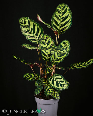 Goeppertia (Calathea) makoyana