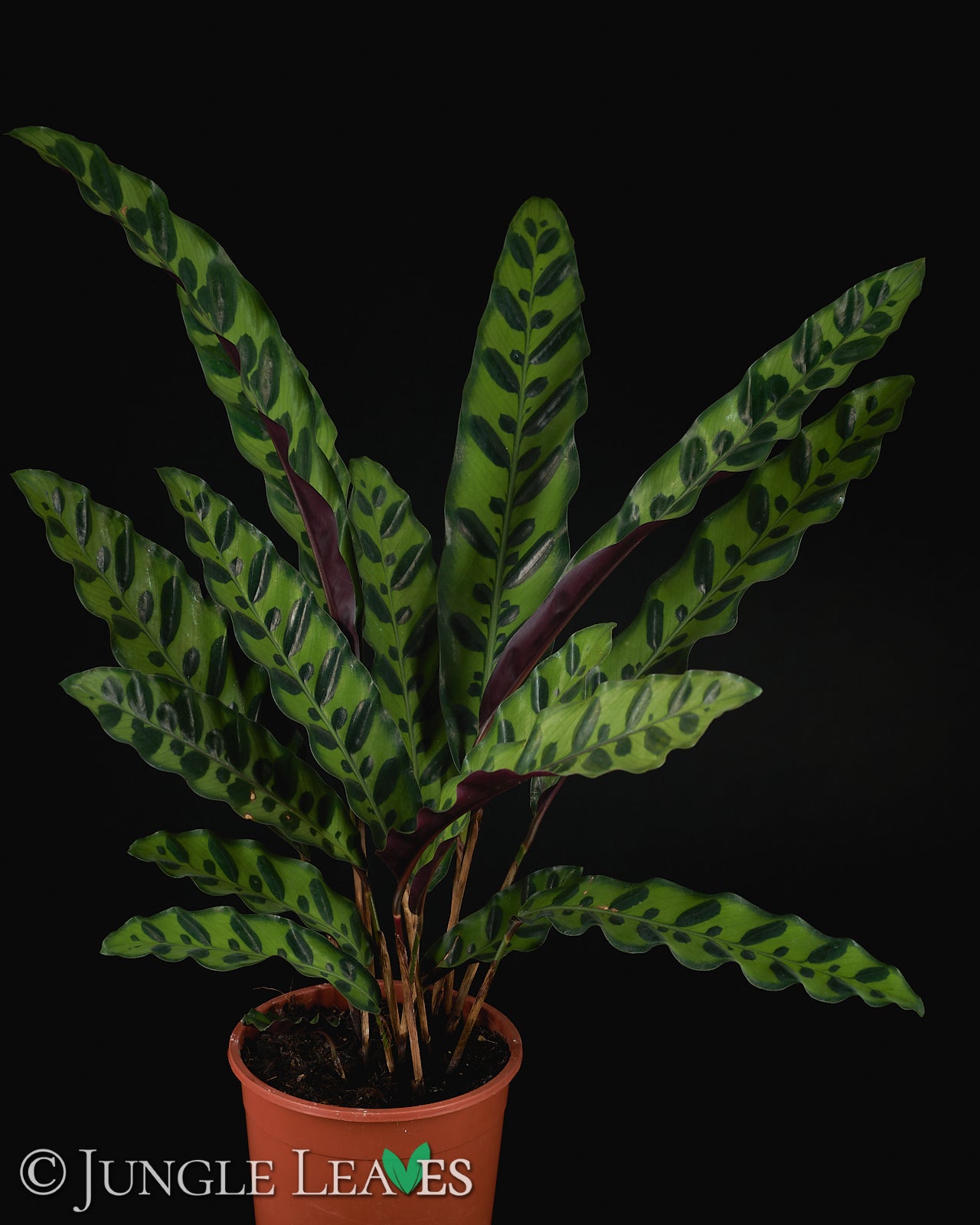 Calathea insignis – Jungle Leaves