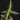Goodyera hispida