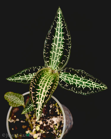 Goodyera hispida