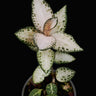 Goodyera schlechtendaliana 'Nikishiran' Japan