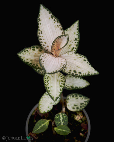 Goodyera schlechtendaliana 'Nikishiran' Japan