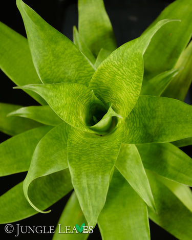 Goudaea ospinae (Syn. Vriesea ospinae)