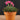 Graptopetalum bellum