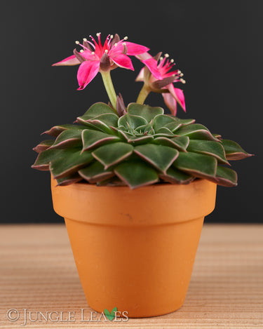 Graptopetalum bellum