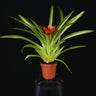 Guzmania 'Ice Cream'