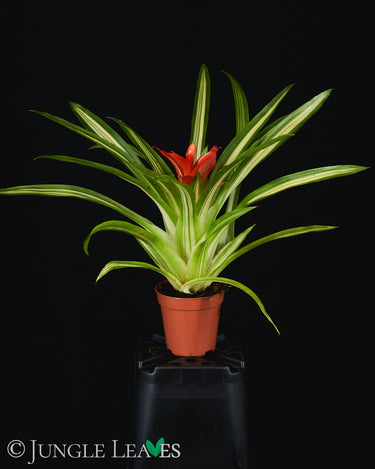Guzmania 'Ice Cream'