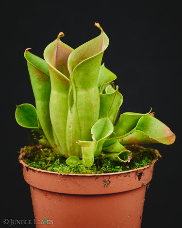Heliamphora heterodoxa x minor