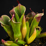 Heliamphora minor Auyan