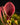 Heliamphora pulchella Churi
