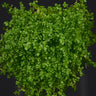 Hemianthus callitrichoides