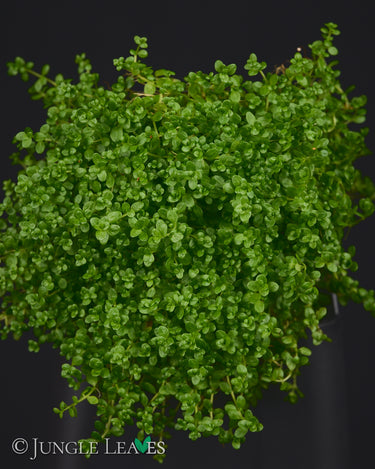 Hemianthus callitrichoides