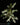 Hibiscus rosa-sinensis 'Variegata'