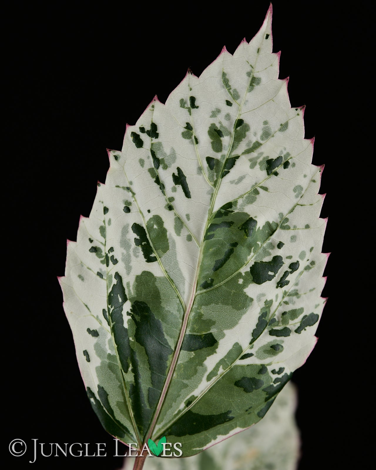 Hibiscus rosa-sinensis 'Variegata' 4,99€ bis 29,99€