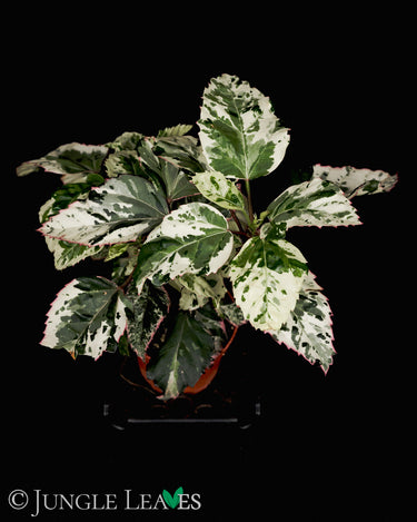 Hibisicus rosa-sinensis Variegata