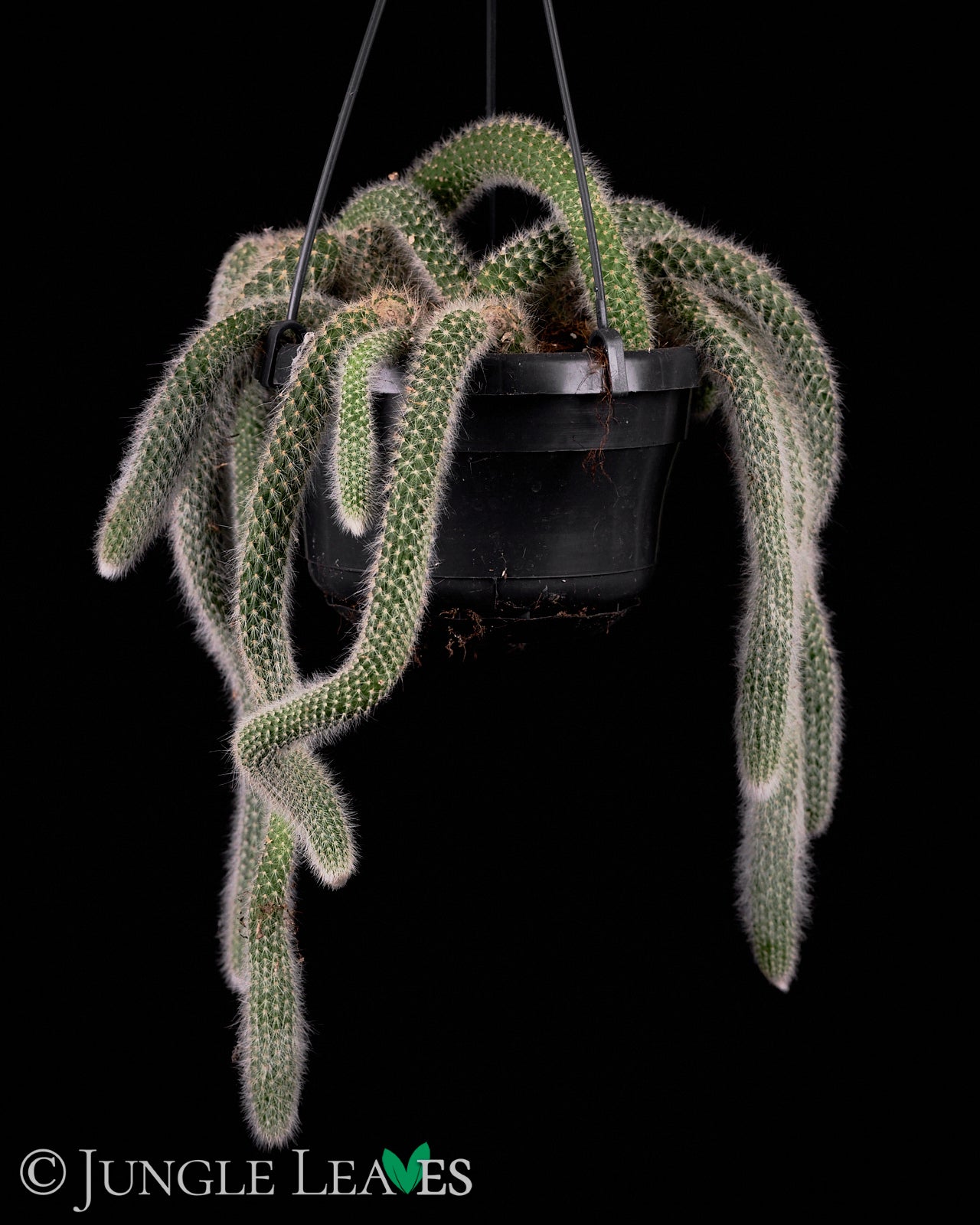 Hildewintera colademononis €29.99