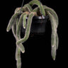 Hildewintera colademononis