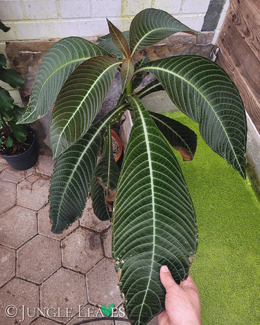Hoffmannia ghiesbreghtii