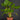 Homalomena rubescens