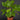 Homalomena rubescens
