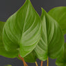 Homalomena rubescens