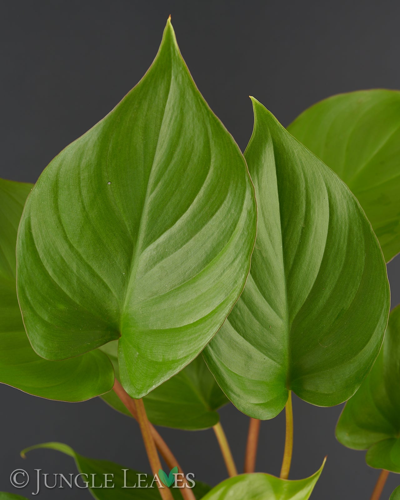homalomena vs philodendron Homalomena rubescens €9.99