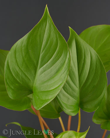 Homalomena rubescens