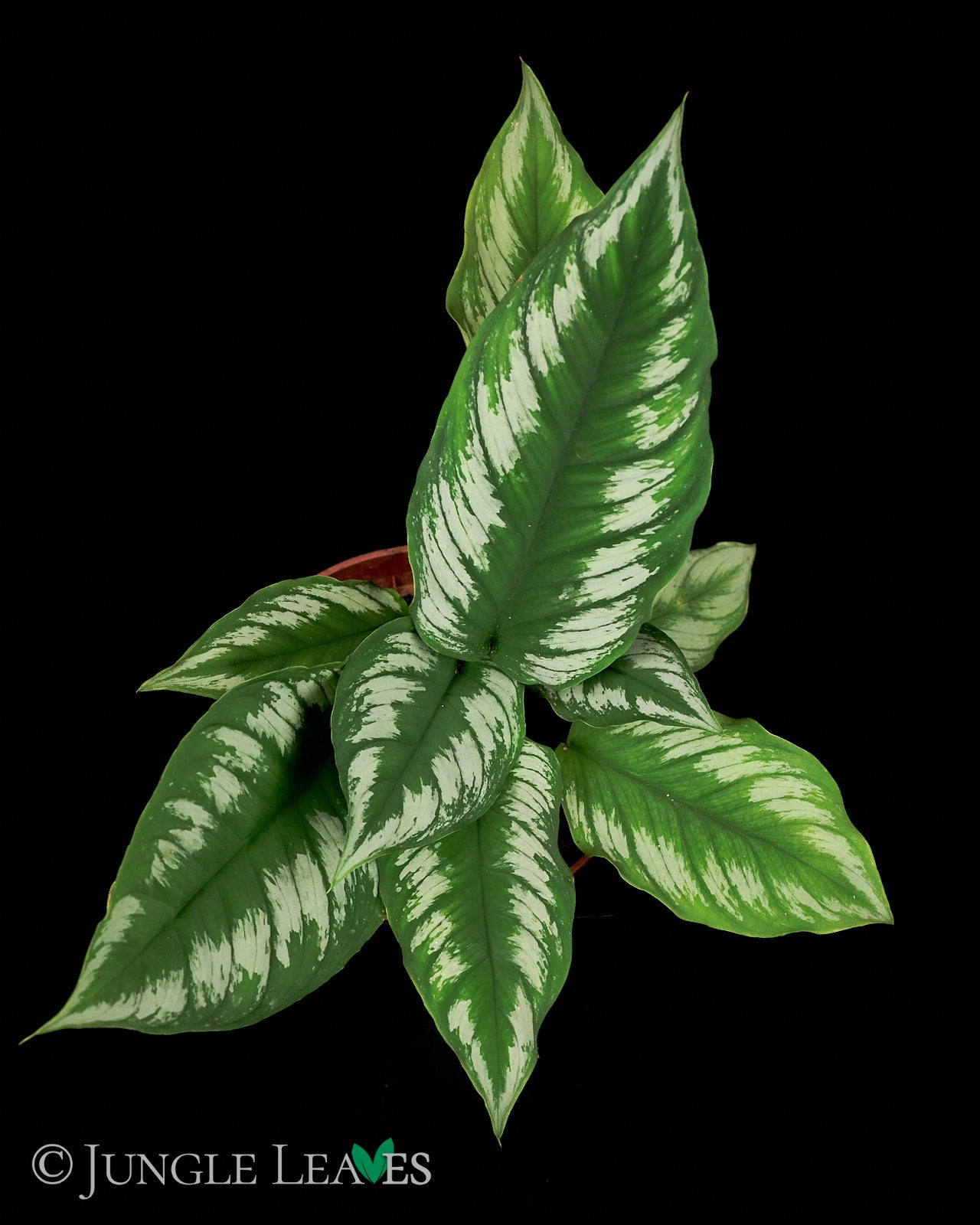 その他観葉植物 Homalomena rusdii Riau Sumatera TK0425-3 Homalomena sp. Riau (Sumatra) 29,99€ - Jungle Leaves
