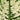 Homalomena wallisii