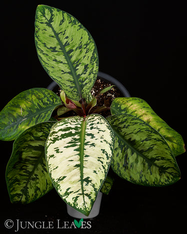 Homalomena wallisii