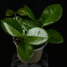 Hoya australis