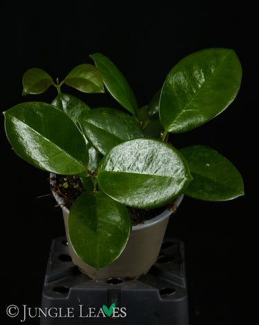 Hoya australis