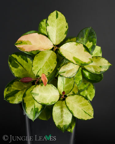 Hoya australis 'Lisa'