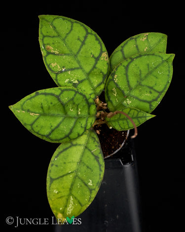 Hoya callistophylla