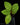 Hoya callistophylla
