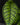 Hoya callistophylla