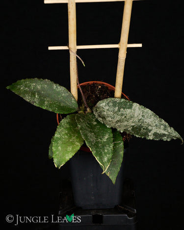 Hoya caudata