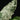 Hoya caudata