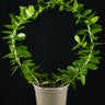 Hoya cumingiana