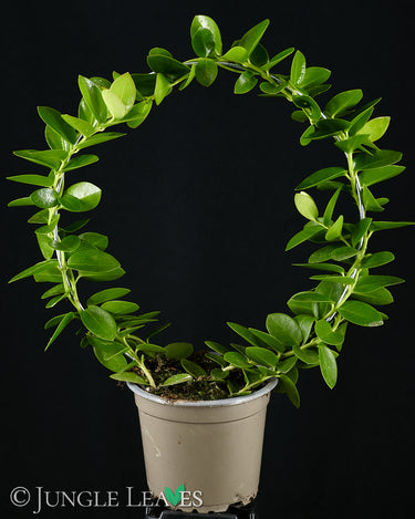 Hoya cumingiana