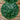 Hoya imbricata