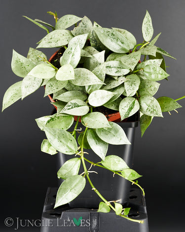 Hoya krohniana 'Eskimo'