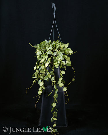 Hoya krohniana 'Eskimo' Ampel