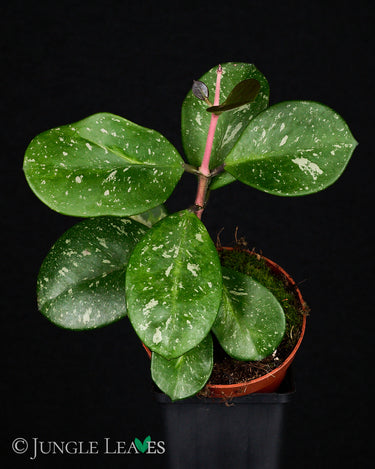 Hoya obovata 'Splash'