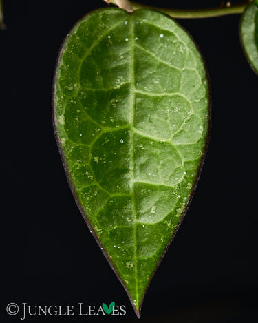 Hoya parasitica 'Black Margin'