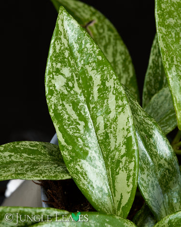 Hoya pubicalyx 'Silver Splash'