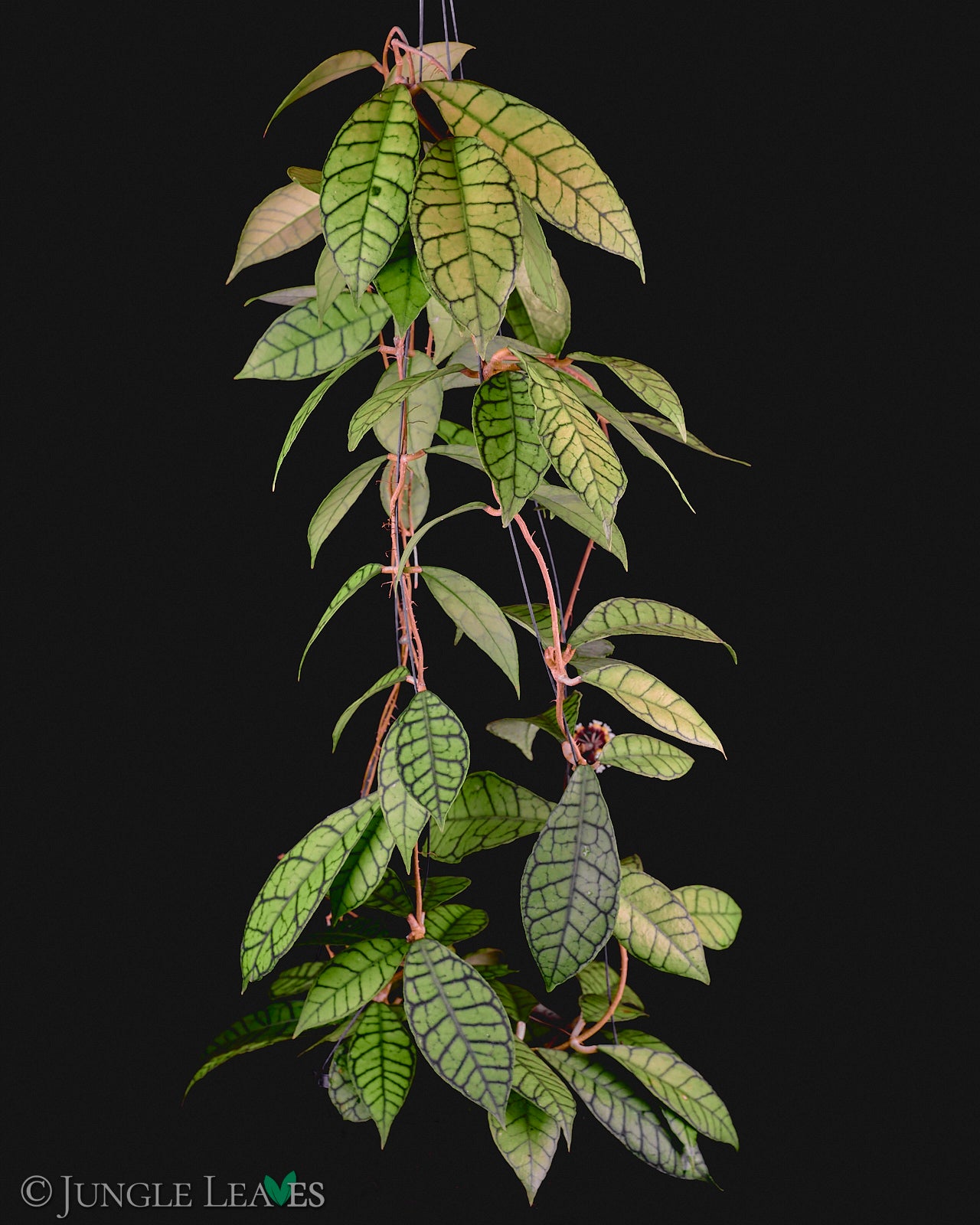 Hoya callistophylla €9.99 to €24.99 - Jungle Leaves