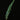 Humata heterophylla Sporophyll