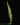 Humata heterophylla Sporophyll