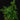 Humata tyermannii